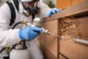 Illustration for Do you offer termite control and fumigation services in Pakistan?